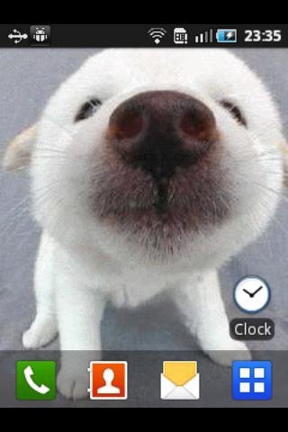 Sniffing dog live wallpaper截图2