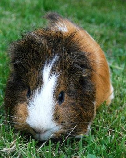 Annoying Talking Guinea Pig截图7