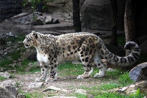 Leopard Wallpaper LWP截图7