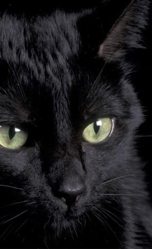 BLACK CATS HD WALLPAPER截图3