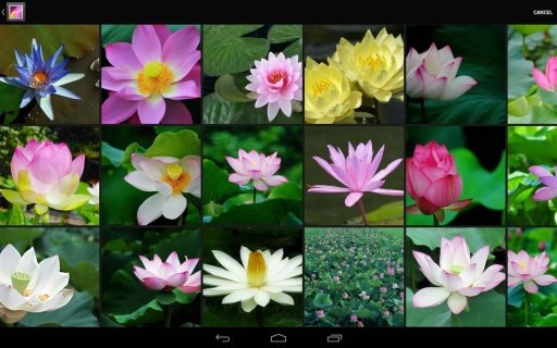 Lotus wallpaper截图7