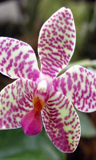 Orchids garden Live Wallpaper截图8