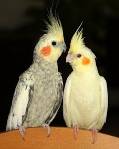 The Talking Cockatiel Parrot截图11