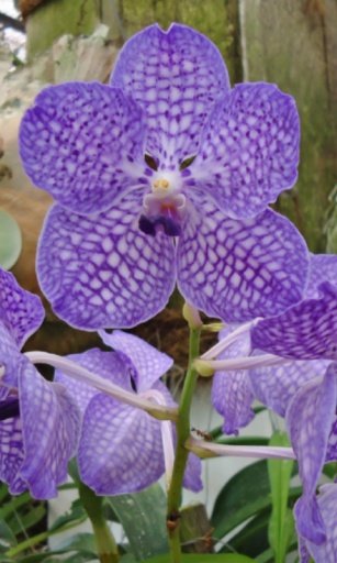 Orchids garden Live Wallpaper截图2