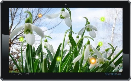 Snowdrop Spring live wallpaper截图7