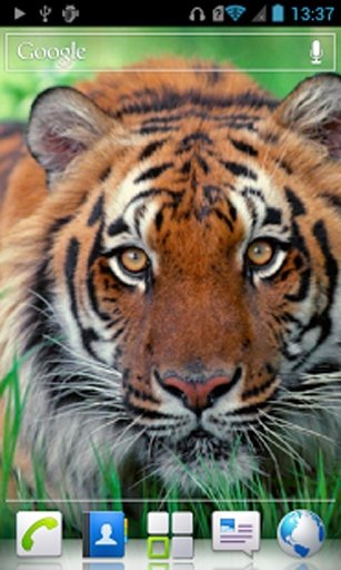 Tigers Live Wallpaper HD截图2