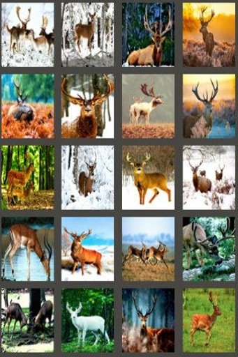 deer wild hunting 2014截图2