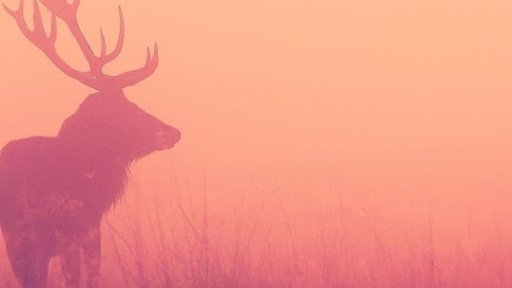 Deer Lite Wallpaper截图3