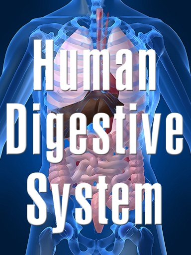 Human Digestive System截图4