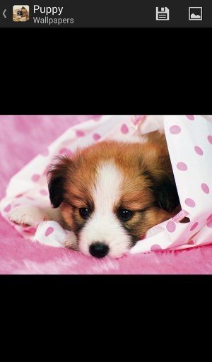 Puppy - HD Wallpapers截图1