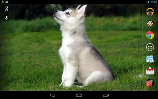 Cute husky puppy截图1