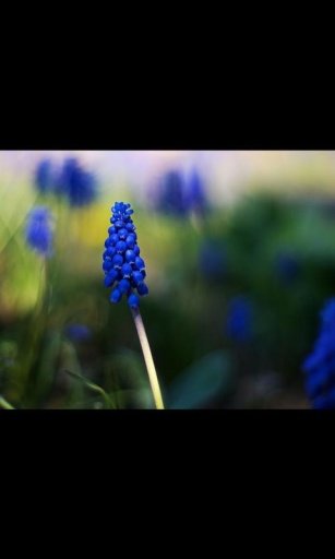 Flower Live Wallpaper 2截图1