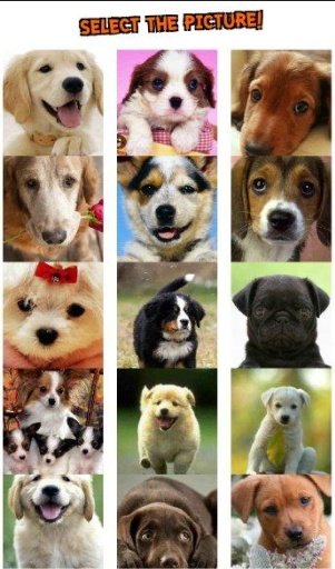 Puppy Dog Puzzle截图10