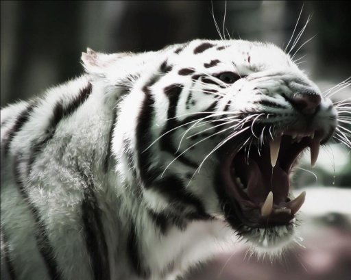 Rare white tiger Wallpapers截图1