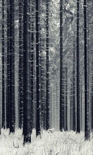 Forest Wood Wallpaper截图4