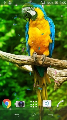 Parrot Live Wallpaper HD截图8