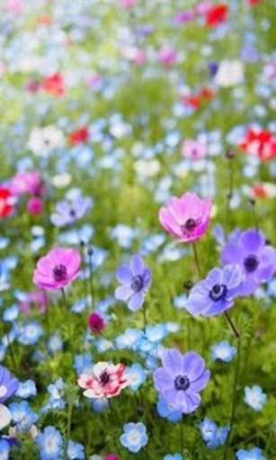 Flowers Wallpapers 2014.截图1