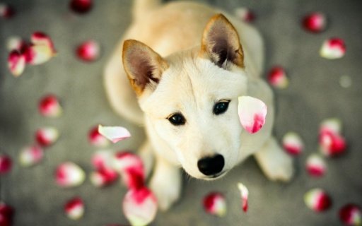 Cute Doggies HD LWP截图6