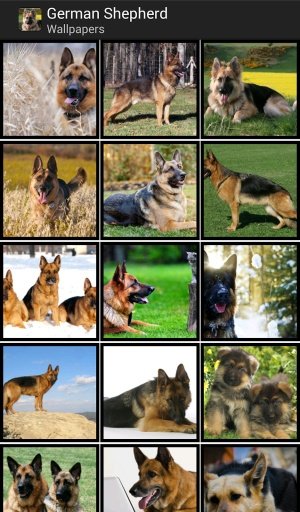 German Shepherd - HD Wallpapers截图1