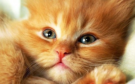 Adorable cat wallpaper截图7