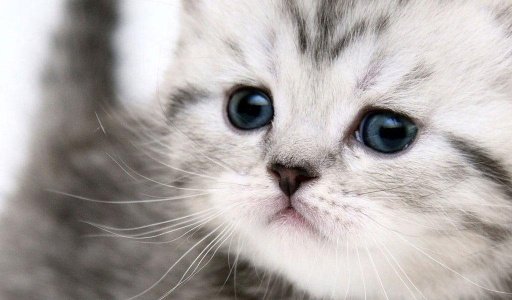 Cute kitten HD截图3