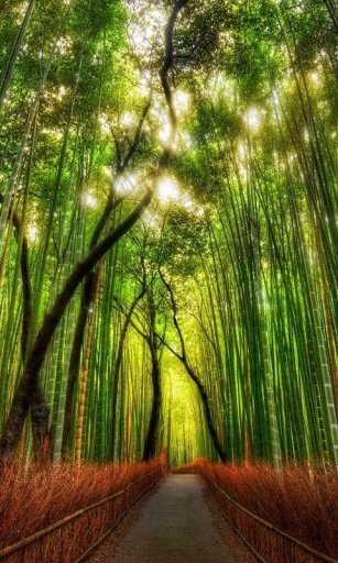 Dense forest HD Live Wallpaper截图4