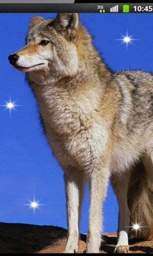 Wolf Best HD live wallpaper截图4