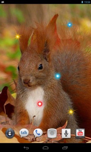 Squirrel Jokes live wallpaper截图1