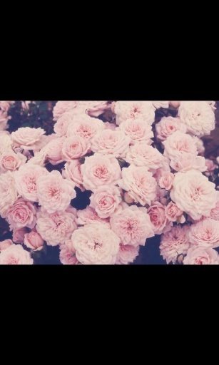 Flower Live Wallpaper 2截图5