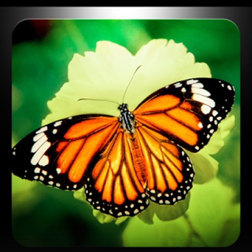 Butterfly Puzzle Games截图6