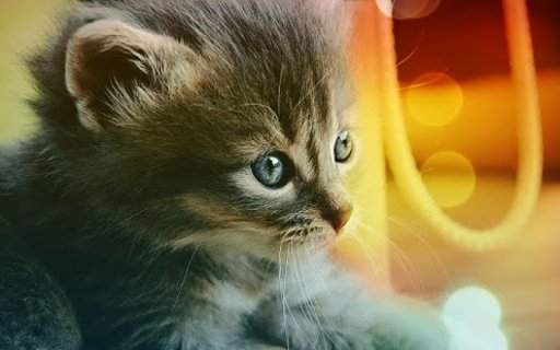 Adorable cat wallpaper截图5