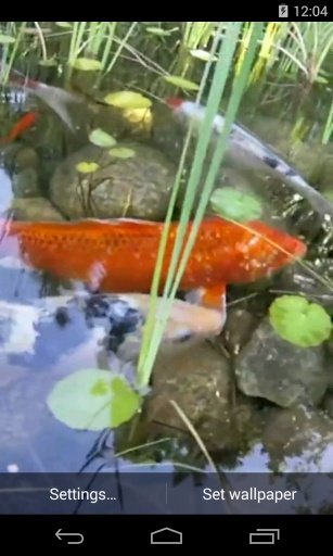 Koi Video Live Wallpaper截图1