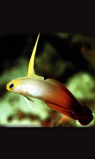 Aquarium Life live wallpaper截图8