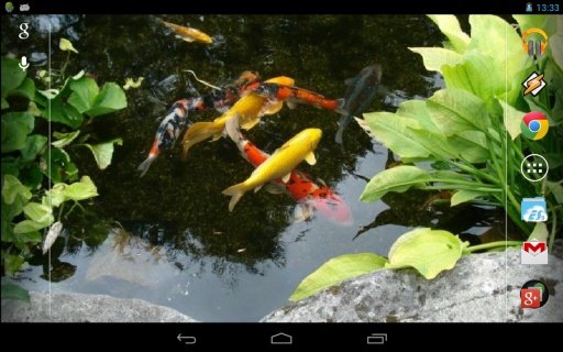 Realistic Koi. Live Wallpaper.截图4