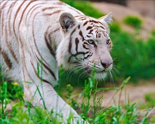 Rare white tiger Wallpapers截图5