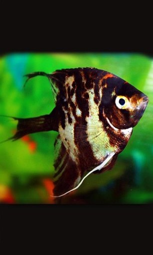 Aquarium Life live wallpaper截图6