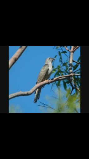 ‪‪Nature Songs截图3