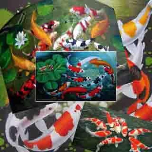 GoldFish Find Difference Game截图3