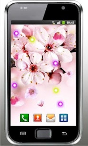 Sakura Spring live wallpaper截图2