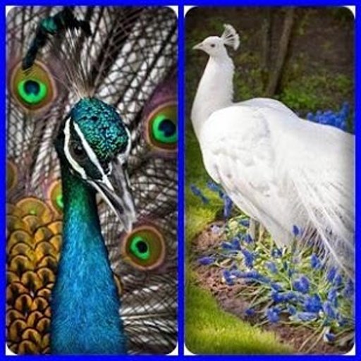 Peacock Find Difference Game截图3