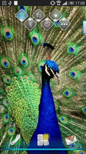 Peacock Feather Live Wallpaper截图6