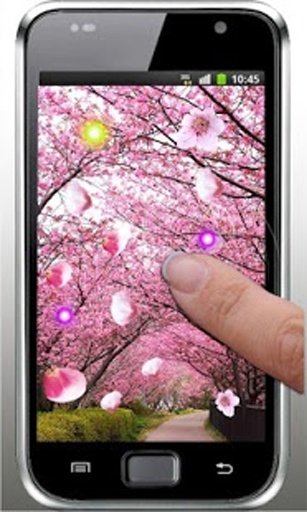 Sakura Spring live wallpaper截图3