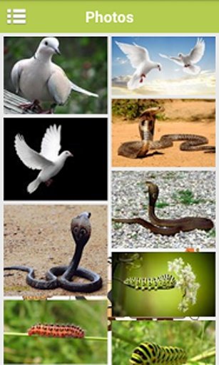 Animals Memory Game截图3