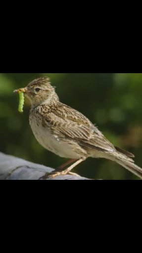 ‪‪Nature Songs截图10