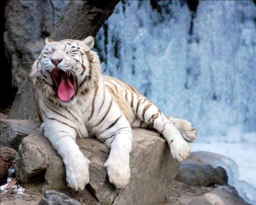 Rare white tiger Wallpapers截图2