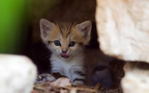 Adorable cat wallpaper截图1