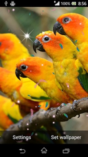 Parrot Live Wallpaper HD截图7