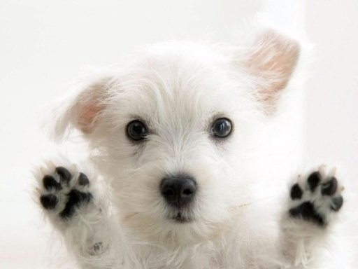 Cute Doggies HD LWP截图2