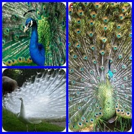 Peacock Find Difference Game截图5