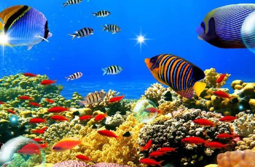 Fishes Coral Reef Screen LWP截图4